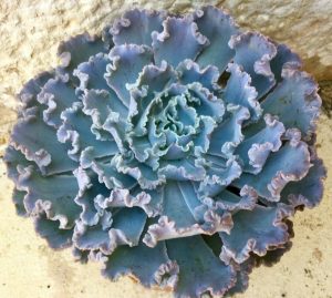 Cómo cuidar a Echeveria shaviana