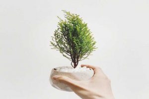Cómo cultivar y cuidar el bonsái: la guía completa de la A a la Z