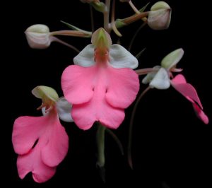 Características de la orquídea Habenaria