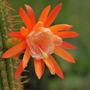 Características y cultivo del cactus cola de mono (Hildewintera)