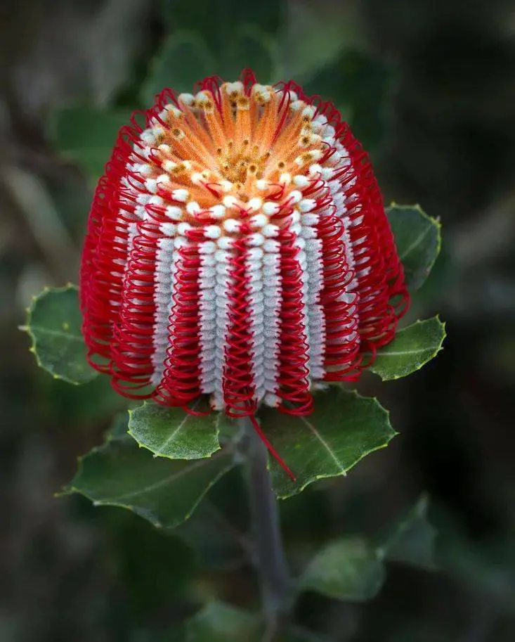 Banksia