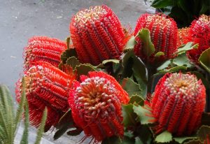 Características de Banksias