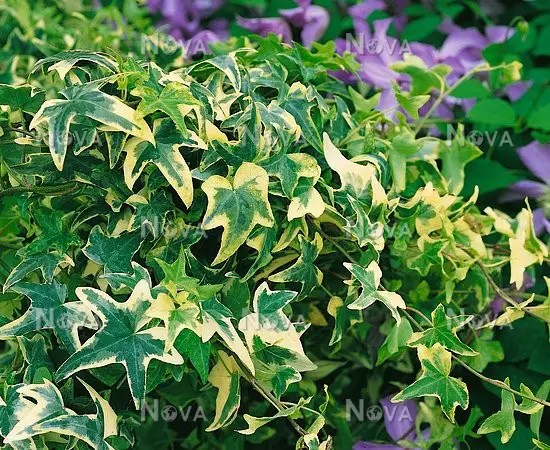 Hedera helix "Mona Lisa"
