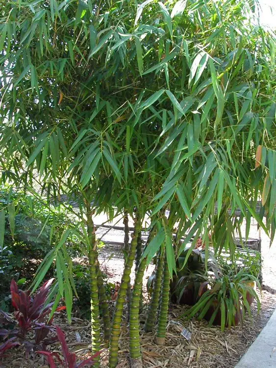 barriga pechugona barriga pechugona