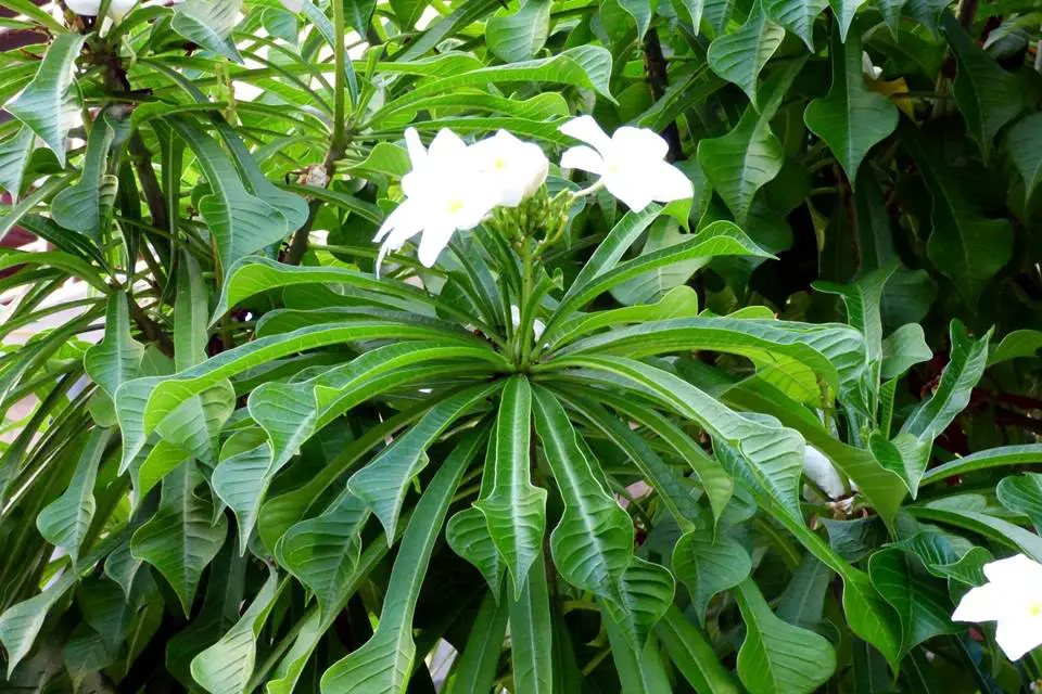 plumeria