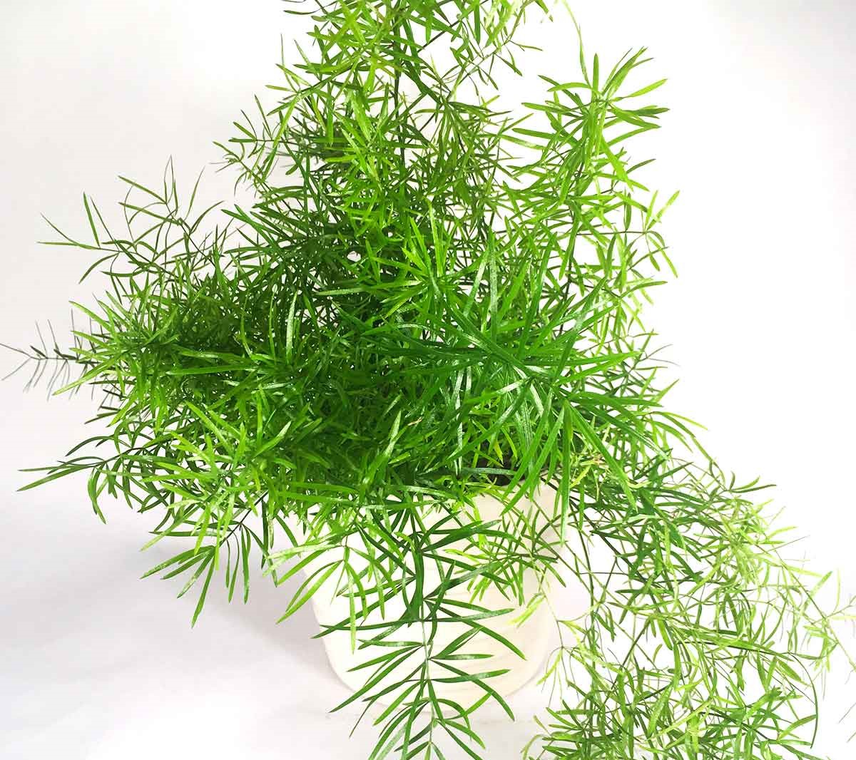 espárragos falcatus espárragos falcatus