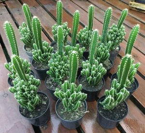 Características y cuidados del Castillo de las Hadas (Acanthocereus tetragonus)