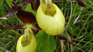 Características y cultivo de la pequeña orquídea Judia (Cypripedium)