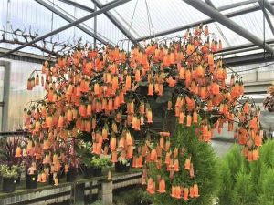 Características y cultivo del colgante Kalanchoe Manginii