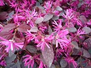 Características de Amamélis (Loropetalum chinense)