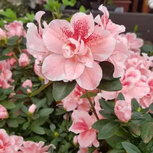 Cómo cuidar la Azalea