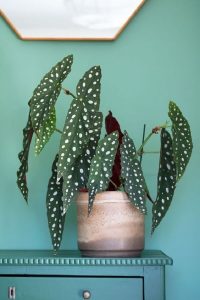 Características de Begonia maculata