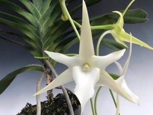 Orquídea de la A a la Z - Tipos de orquídeas