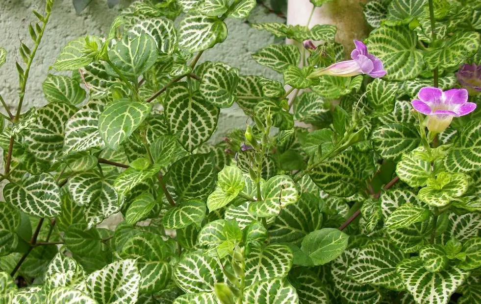 ASISTASIA GANGÉTICA