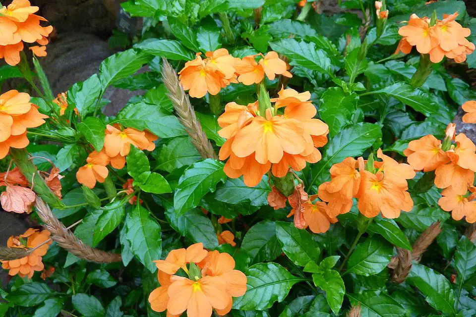 Aboli-crossandra Aboli-crossandra