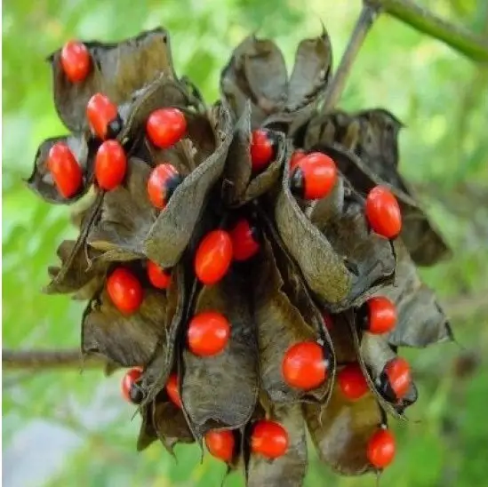 Abrus precatorius (guisante rosario)