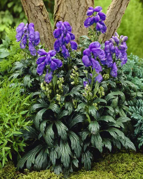 Aconitum (Matalobos)