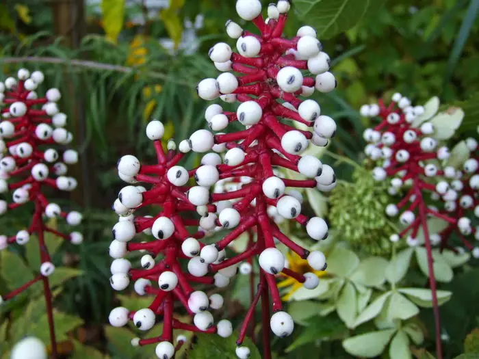 Ojo de muñeca (Actaea pachypoda)