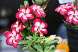 Especie de rosa del desierto (Adenium)