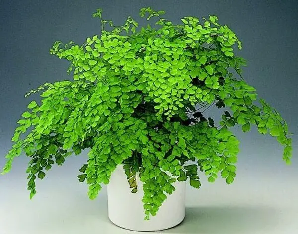 adiantum raddianum adiantum raddianum