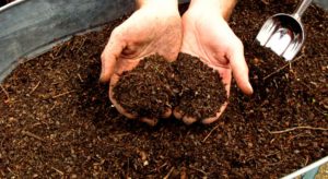 Consejos para conseguir la fertilización correcta