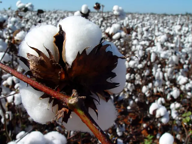 Algodón (Gossypium hirsutum)
