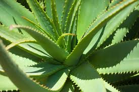 Aprenda a cuidar el Aloe-vera