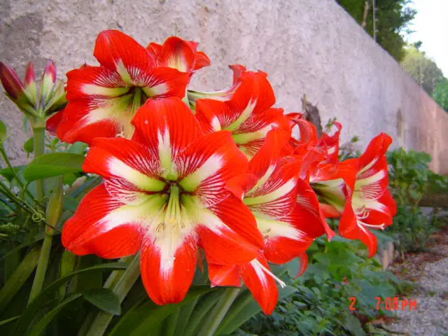 Amaryllis_1 Amaryllis_1
