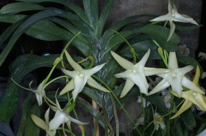 Características de las orquídeas cometas (Angraecum)
