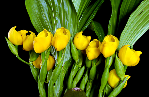 Anguloa (orquídea tulipán)