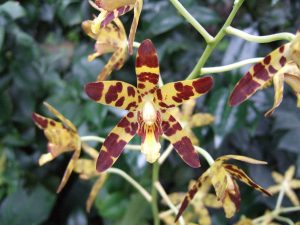Características y cuidados de la orquídea leopardo (Ansellia africana)