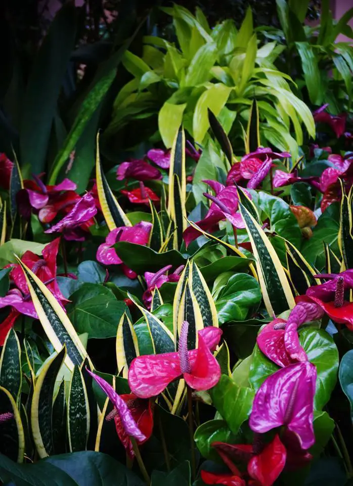 Anthurium andraeanum "Utah"