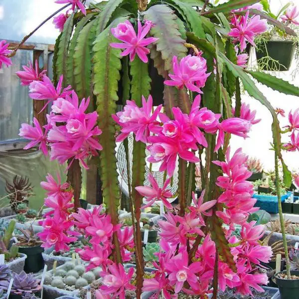 Aporocactus flagelliformis