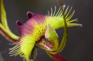 Características de la orquídea araña mariposa (Caladenia lobata)