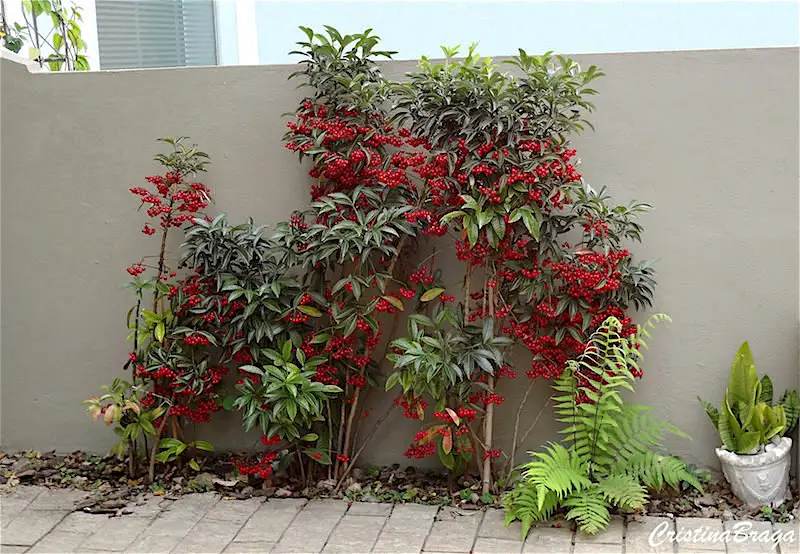Ardisia-Crenata-