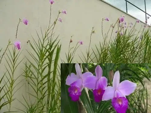 Arundina Bambusifolia