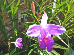 Características de la orquídea Arundina (Arundina Bambusifolia)