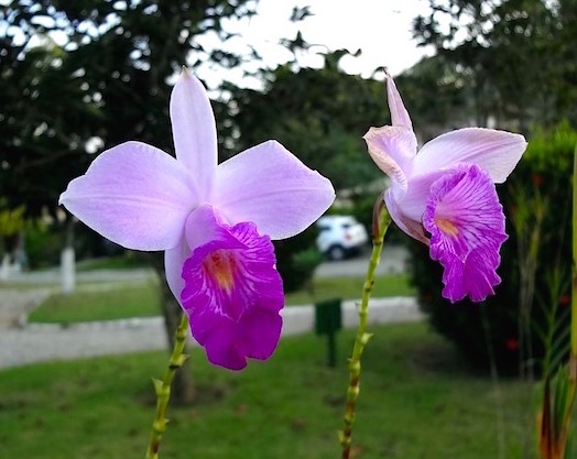 Arundina graminifolia (orquídea de bambú)