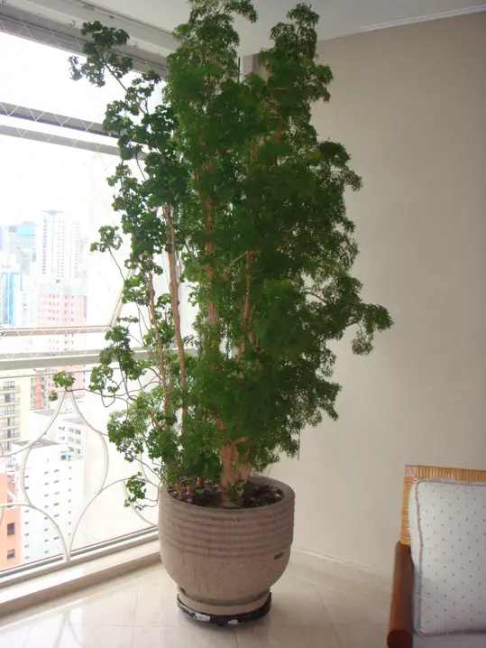 Árbol de la felicidad