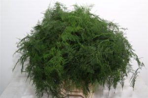 Características y cultivo del helecho espárrago (Asparagus setaceus)