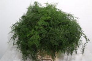 Características y cultivo del helecho espárrago (Asparagus setaceus)