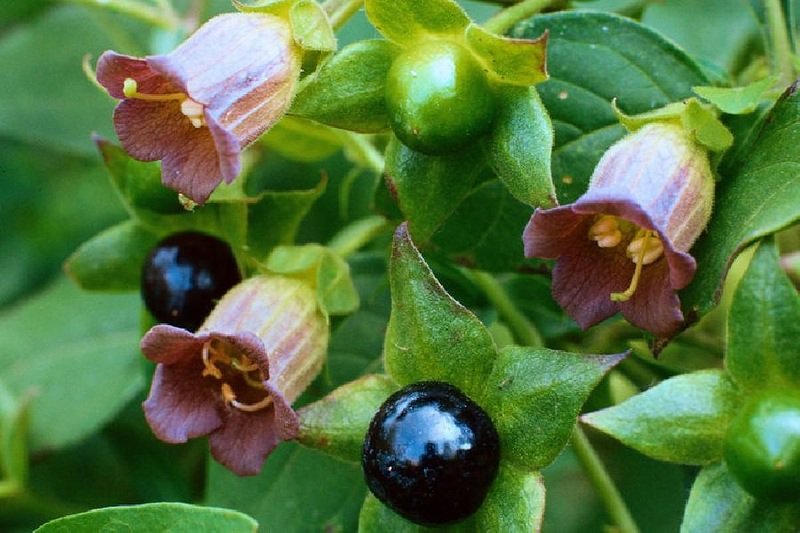 Atropa belladonna (belladona)
