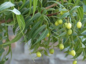 Características de la planta de Neem (Azadirachta indica)