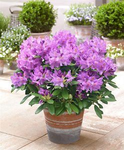 Cómo hacer plántulas de azalea y helecho