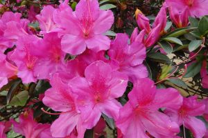 Aprende a hacer florecer la Azalea