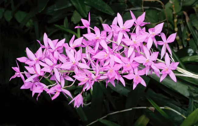 B / 137/1 Barkeria Halbingeri