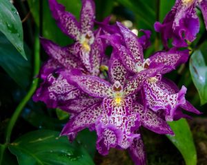 Algunas preguntas frecuentes sobre las orquídeas