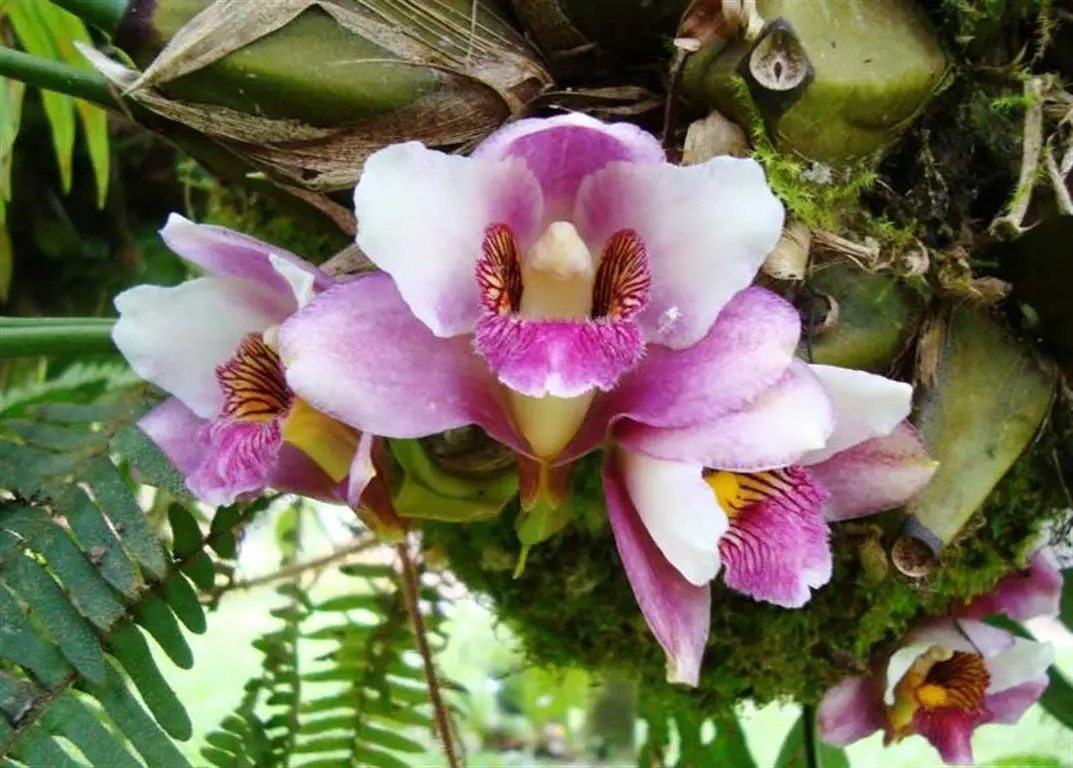 Harrissoniae Bifrenariae