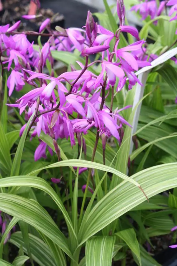 Bletilla striata