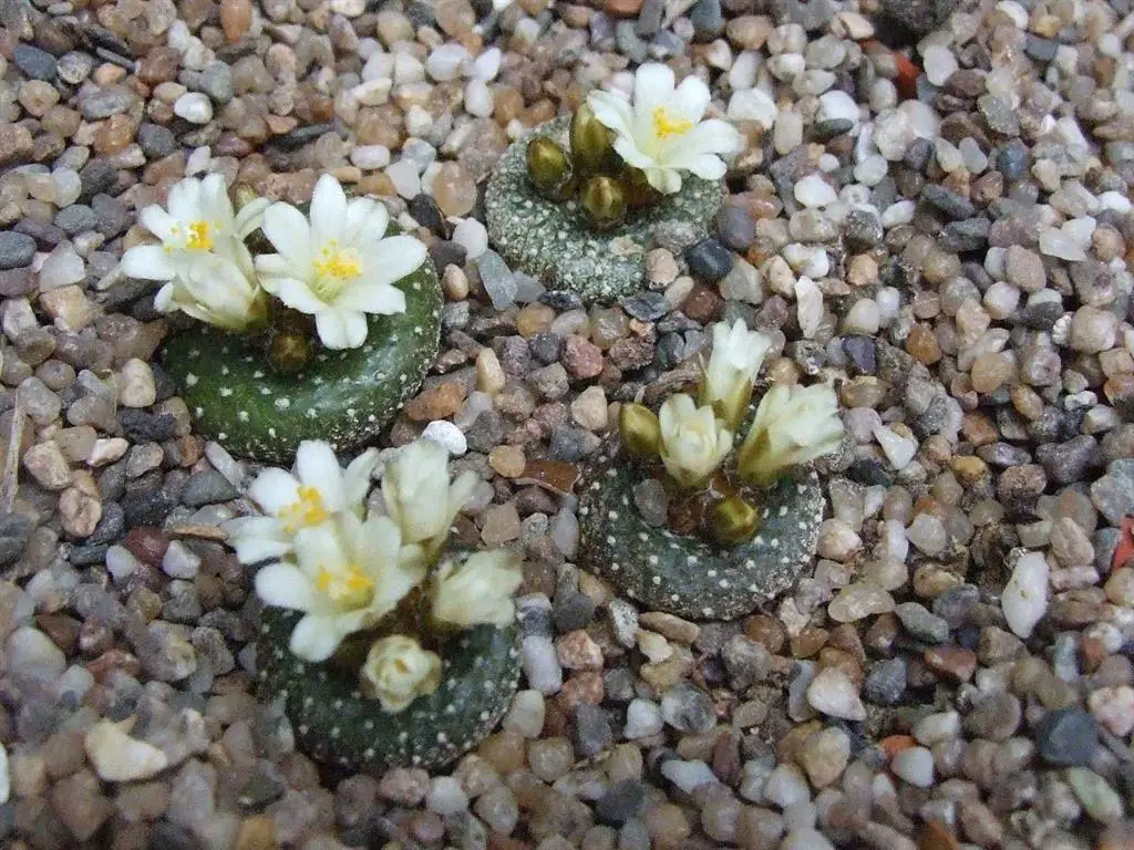 Blosfeldia lilliputana